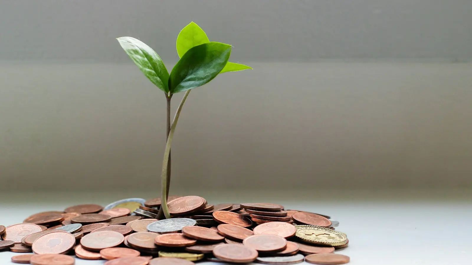 Family wealth and succession